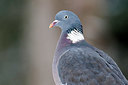 BUITEN BEELD Foto: 361681