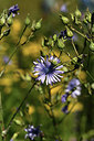 BUITEN BEELD Foto: 361784
