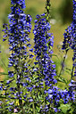 BUITEN BEELD Foto: 361785