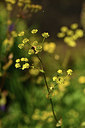 BUITEN BEELD Foto: 361787