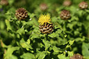 BUITEN BEELD Foto: 361790