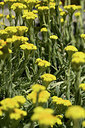 BUITEN BEELD Foto: 361808