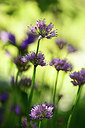 BUITEN BEELD Foto: 361831