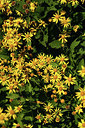 BUITEN BEELD Foto: 361832