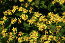 BUITEN BEELD Foto: 361833