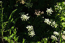 BUITEN BEELD Foto: 361835