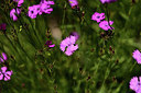 BUITEN BEELD Foto: 361848