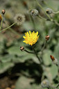 BUITEN BEELD Foto: 361852