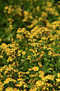 BUITEN BEELD Foto: 361853