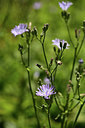 BUITEN BEELD Foto: 361864