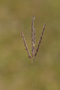 BUITEN BEELD Foto: 361893