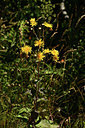 BUITEN BEELD Foto: 361902