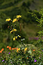 BUITEN BEELD Foto: 361905