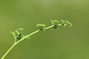 BUITEN BEELD Foto: 361927
