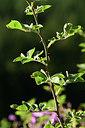 BUITEN BEELD Foto: 362024