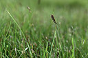 BUITEN BEELD Foto: 362038