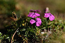 BUITEN BEELD Foto: 362082