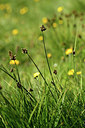BUITEN BEELD Foto: 362089