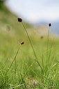 BUITEN BEELD Foto: 362207