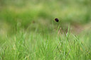 BUITEN BEELD Foto: 362209