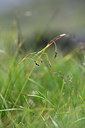 BUITEN BEELD Foto: 362210