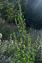 BUITEN BEELD Foto: 362228