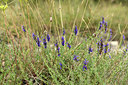 BUITEN BEELD Foto: 362272