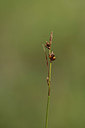 BUITEN BEELD Foto: 362286
