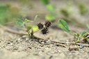 BUITEN BEELD Foto: 362347