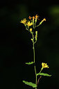 BUITEN BEELD Foto: 362421