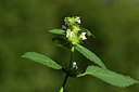 BUITEN BEELD Foto: 362423
