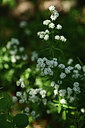 BUITEN BEELD Foto: 362436