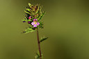 BUITEN BEELD Foto: 362488