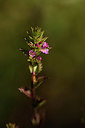 BUITEN BEELD Foto: 362490