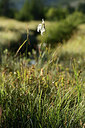 BUITEN BEELD Foto: 362492