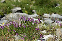 BUITEN BEELD Foto: 362525