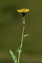 BUITEN BEELD Foto: 362527