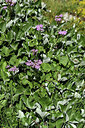 BUITEN BEELD Foto: 362528