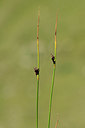 BUITEN BEELD Foto: 362529