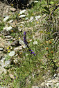 BUITEN BEELD Foto: 362540