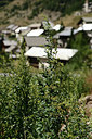 BUITEN BEELD Foto: 362552
