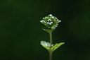 BUITEN BEELD Foto: 362562