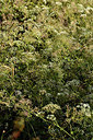 BUITEN BEELD Foto: 362606