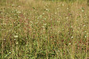 BUITEN BEELD Foto: 362609