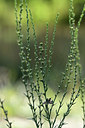 BUITEN BEELD Foto: 362626