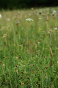 BUITEN BEELD Foto: 362638