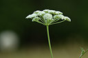 BUITEN BEELD Foto: 362641