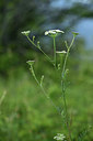 BUITEN BEELD Foto: 362642