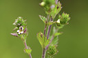 BUITEN BEELD Foto: 362678