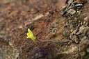 BUITEN BEELD Foto: 362687